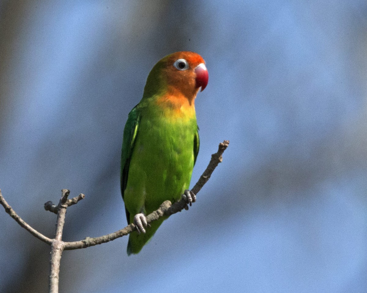 Agapornis ružovohlavý - Agapornis lilianae